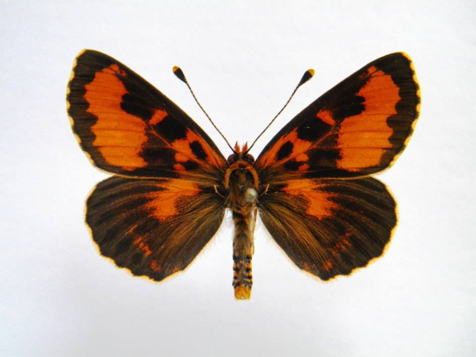 Melitaea didyma (cold shock abberant) 7 (Internet Image property of respective owner, non-commercial use only)